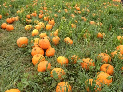Storage of pumpkins